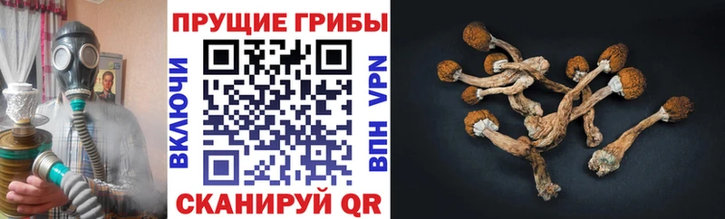 Псилоцибиновые грибы прущие грибы Котельниково